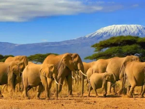 3 Days / 2 Nights Amboseli wildlife safari tour