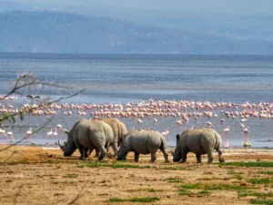 4 Days Lake Nakuru & Masai Mara Kenya wildlife safari tour