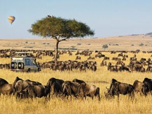 5 Days Lake Nakuru, Masai Mara & Lake Naivasha Kenya safari tour