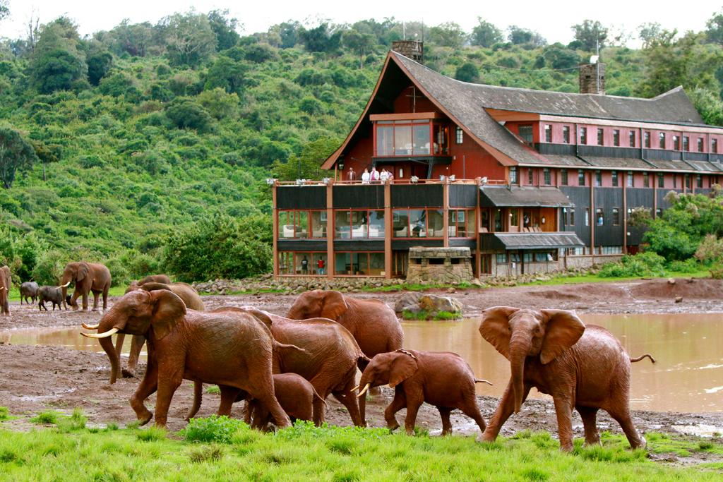 The Ark Lodge, Aberdare National Park Kenya