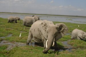 3 Days / 2 Nights Amboseli wildlife safari tour