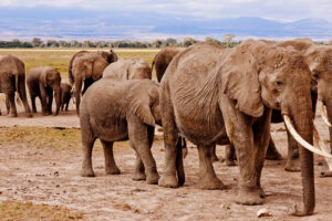 7 Days Kenya Safari tour- Masai Mara, Lake Nakuru, Lake Naivasha & Amboseli
