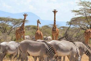 3 Days / 2 Nights Samburu National Reserve safari tour