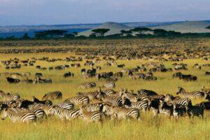 3 Days / 2 Nights Masai Mara wildlife & migration safari tour