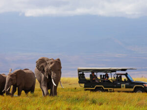 3 Nights / 2 Nights Amboseli, Tsavo West & Tsavo East Kenya safari tour