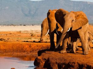 3 Days / 2 Nights Tsavo East & West kenya safari tour