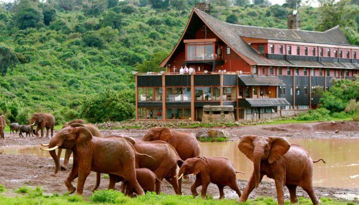 The Ark Lodge, Aberdare National Park Kenya