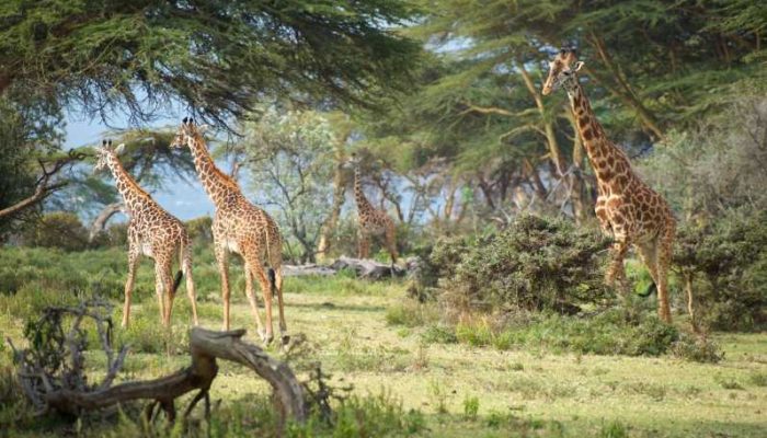 Crescent Island Game Sanctuary Lake Naivasha Kenya
