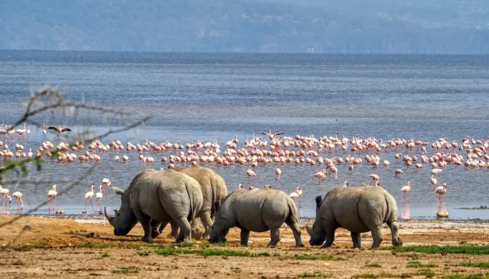 Lake Nakuru National Park Kenya - best place to see rhinos and flamingos