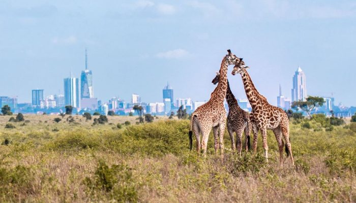 Nairobi National Park Kenya