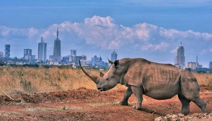 Nairobi National Park day excursion safari - best things to do in Nairobi