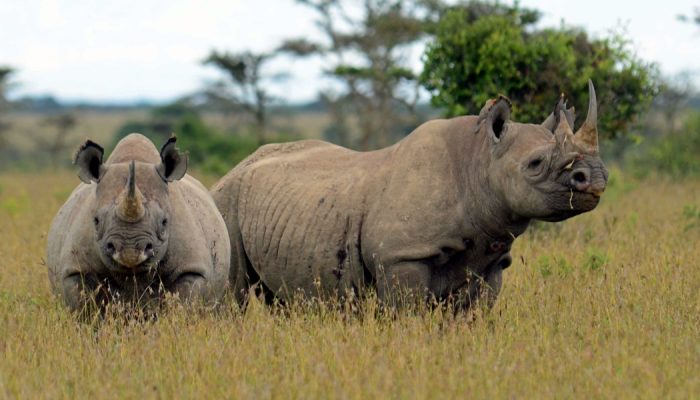 Ol Pejeta Wildlife Conservancy Kenya