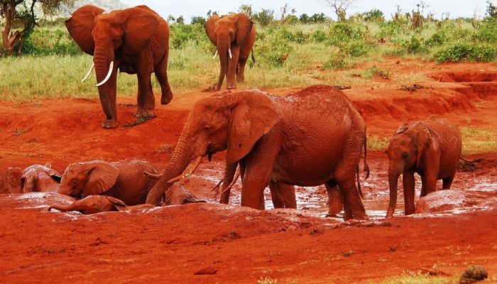 Red elephants - Tsavo East National Park Kenya