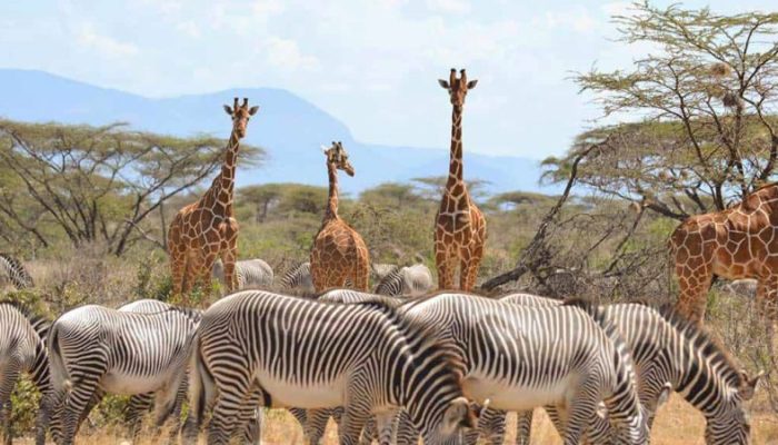 Sarova Shaba Game Lodge Samburu National Reserve Kenya2
