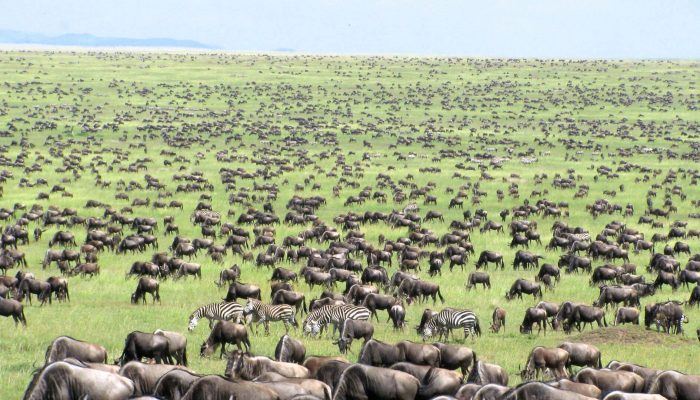 Wildebeest migration safari tours Masai mara Kenya and Serengeti in Tanzania - Aloha Expeditions